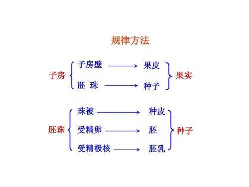 果实语言（果实的文艺说法）