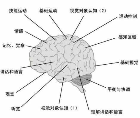 脑与语言认知（语言认知活动与人脑存在怎样的关系）