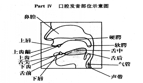 语言发音分类（语言学发音方式的发音部位）