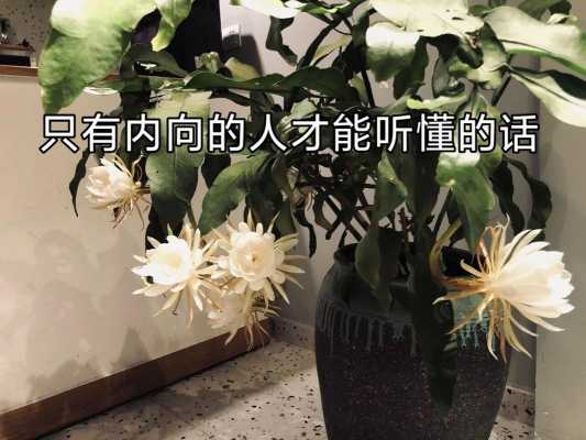 花能懂语言（花儿能听懂人说的话吗）