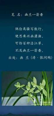 关于兰花的语言（关于兰花的语句）