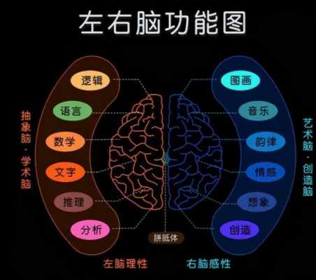 左脑控制语言（左脑控制语言的器官）