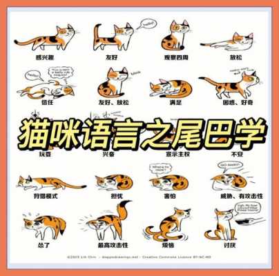 猫尾巴的语言图片（猫尾巴的语言 图片）