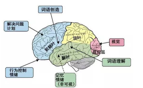 光脑语言（脑与语言）