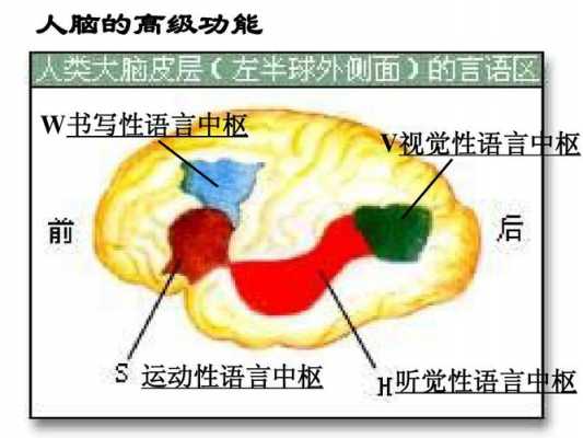 语言中枢受损的症状（语言中枢坏了会怎样）