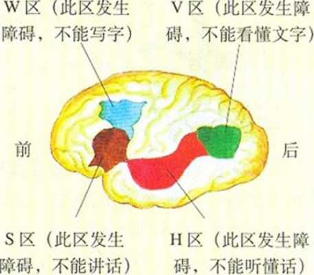 脑部语言（脑部语言中枢神经说不出话）