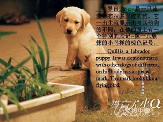 犬教育语言（狗的教育方法）