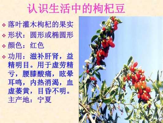 花果语言（花果语句）