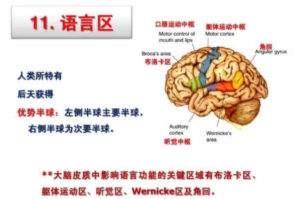 脑袋有语言区（脑部语言区域受损可以恢复吗）