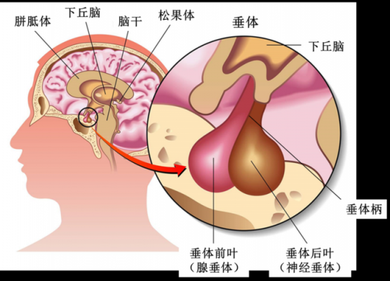 大脑语言中枢垂体（大脑中垂体的作用）