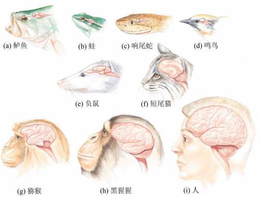 动物脑没有语言区（动物没有大脑）