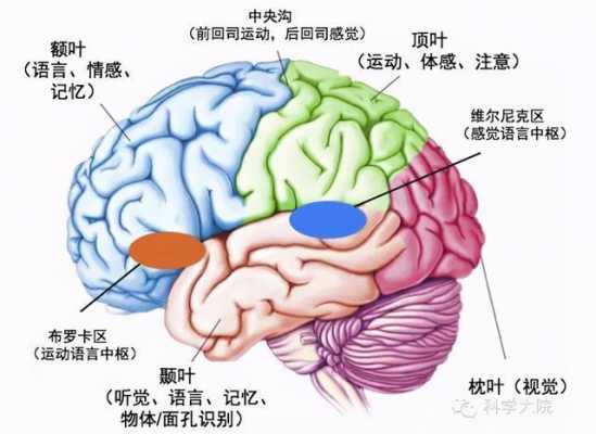 激活语言中枢（激活语言中枢的方法）