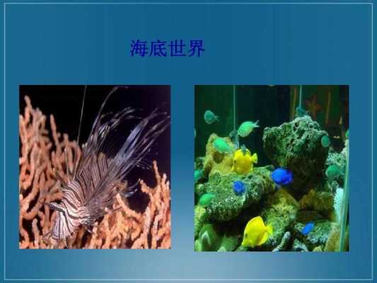 海底动物的语言（海底动物的相关资料）