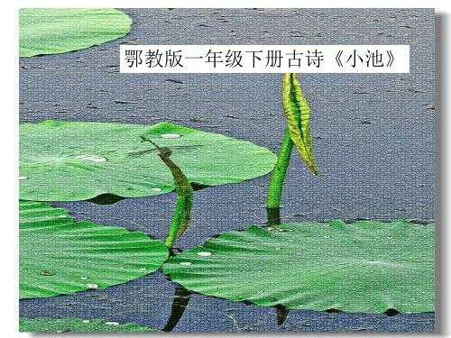 《小池》语言分析（小池古诗分析）