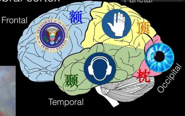 大脑管语言的穴位（大脑语言区完整图）