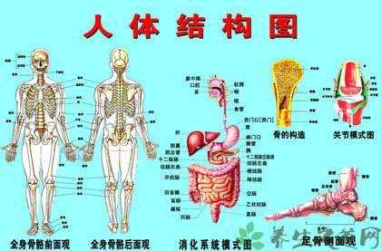 体外器官网络语言（体外构建组织器官）