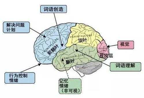 语言发展与大脑（语言发育跟大脑还是小脑有关）