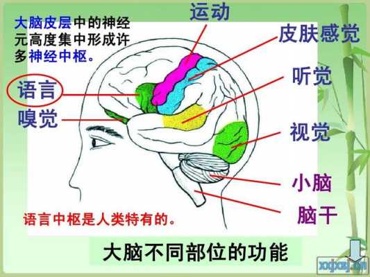 语言视觉中枢（视觉中枢和视觉性语言中枢）